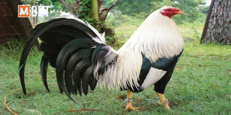Bí quyết chọn và nuôi dưỡng Gà Cuban thành chiến kê