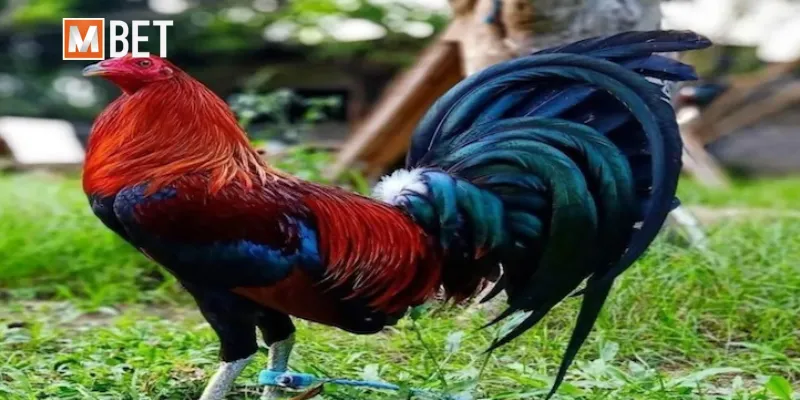 Gà Cuban – Hé lộ bí quyết sở hữu chiến kê “bất khả chiến bại”