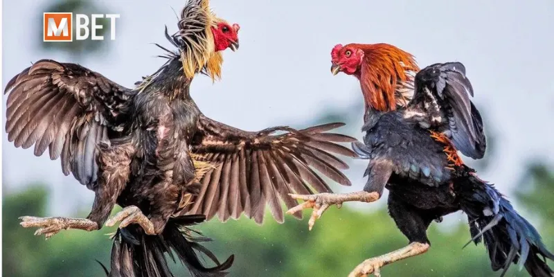 Top 4 cổng game đá gà đổi thưởng uy tín nhất hiện nay