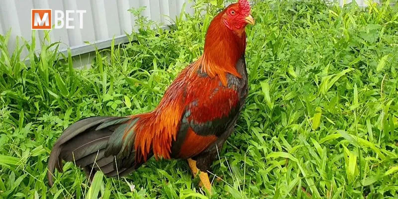 Gà Asil mới lạ