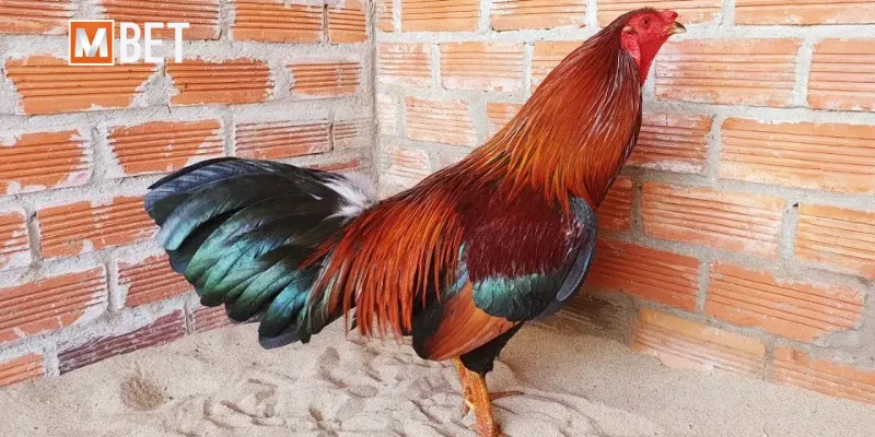 Kinh nghiệm thực chiến dành cho dân cược khi chọn gà Kelso