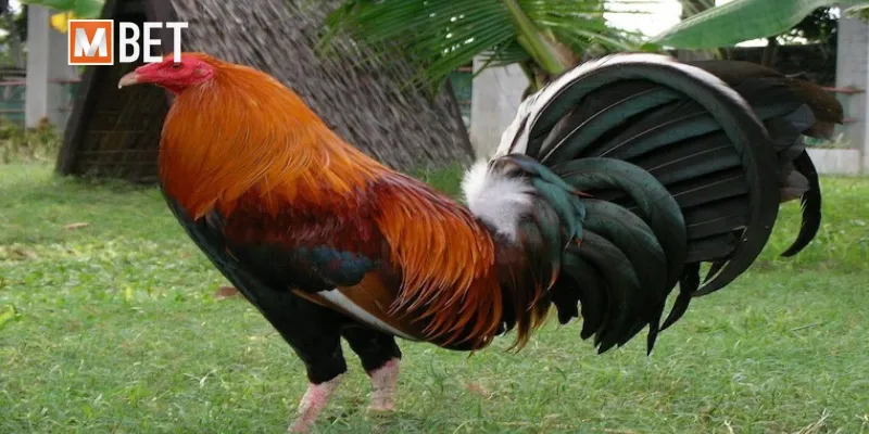 Phương pháp huấn luyện gà