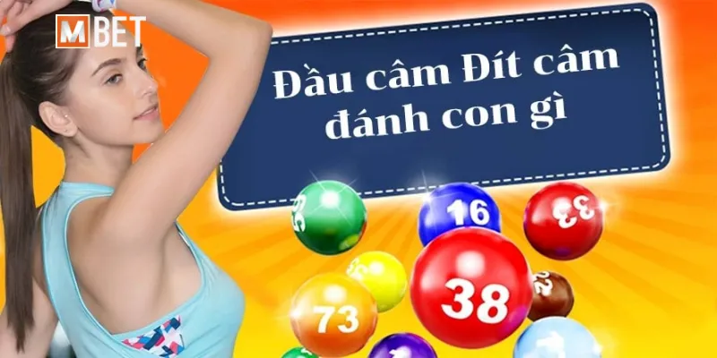 Đầu Lô Câm: Ý Nghĩa Và Tuyệt Chiêu Soi Cầu Chuẩn Xác Nhất